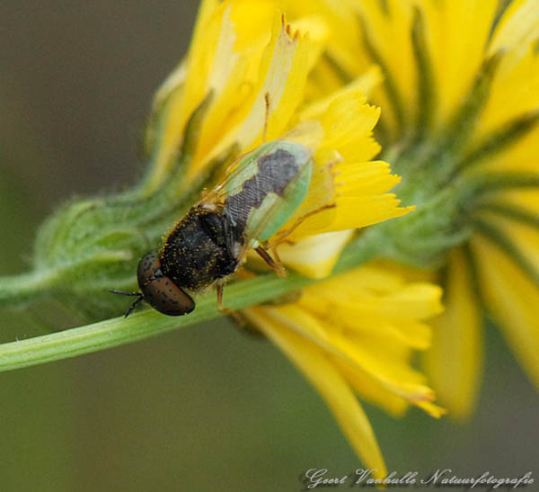 Oplodonta-viridis
