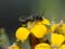 Ceratina spec.