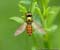 Chloromyia formosa ( Wapenvlieg )