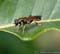Gewone-rode-bladloper