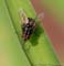 Graphomyia-Minor