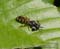 Grote zeefwesp