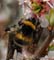 Hommel 3